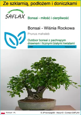 Zdjęcie produktu dla SAFLAX - Zestaw do uprawy - Bonsai - Wiśnia Rockowa - 30 Nasiona - Z mini szklarnią, podłożem uprawowym i 2 doniczkami - Prunus mahaleb