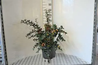 Zdjęcie produktu dla Berberis julianae - Berberis julianae 60-80 cm pojemnik