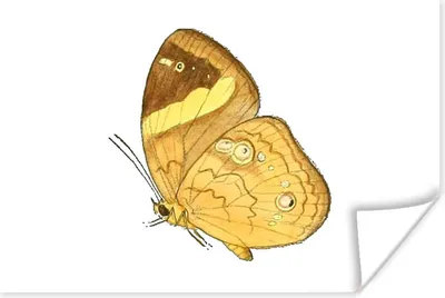 Produktbild von MuchoWow® Poster Schmetterling - Insekt - Gelb 60x40 cm - Schlafzimmerdekoration