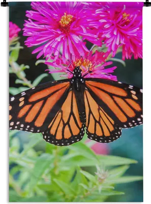 Produktbild von MuchoWow® Wandteppich Wandbehang Schmetterling - Botanisch - Blume 90x135 cm Tapisserie Dekoration Wandtuch - Baumwolle - Wandskulptur