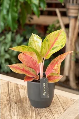 Obrázek produktu pro Gardners Aglaonema Gala Red, průměr 12 cm