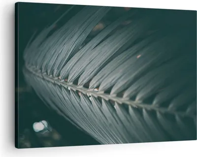 Produktbild von Bild auf Leinwand - Leinwandbild - Einteilig - Blatt Palme exotisch - 70x50cm - Wand Bild - Wanddeko - Wandbilder - Leinwanddruck - Bilder - Wanddekoration - Leinwand bilder - Wandbild - AA70x50-4907