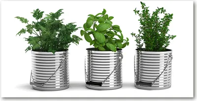 Produktbild von Tulup® Glas-Bild - 100x50 -Wandkunst - Wandbild hinter gehärtetem Sicherheitsglas  - Essen & Getränke - Aromatische Pflanzen - Grün
