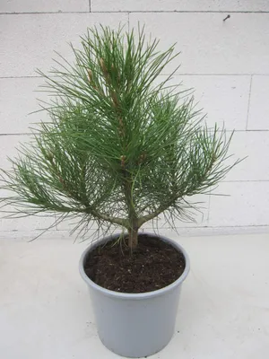 Produktbild von Strandkiefer - Pinus pinaster - 30-40cm