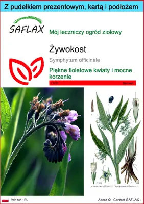 Zdjęcie produktu dla SAFLAX - Zestaw prezentowy - Żywokost - 15 Nasiona - Z pudełkiem upominkowym, etykietą wysyłkową, kartą podarunkową i podłożem uprawowym - Symphytum officinale