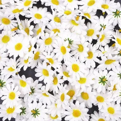 Produktbild von Famanu Kunstblumen Madeliefchen 100 Stück - Weiß