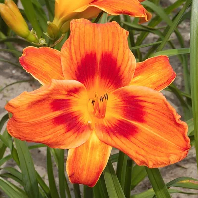 Image de Hemerocallis Hémérocalle de jardin Holiday Delight 1 pièce Hémérocalles plants