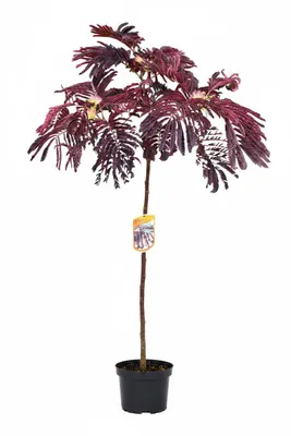Produktbild von rötlicher Seidenbaum /Schlafbaum  160-170 cm - Albizia julibrissin 'Summer Chocolate' - Stammhöhe: 120 cm