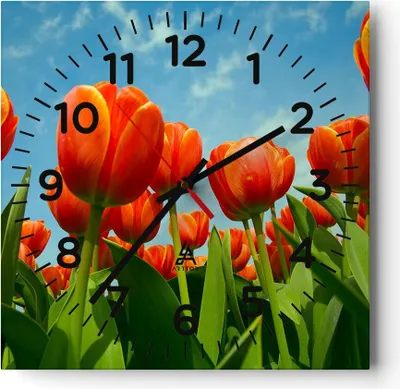 Produktbild von Wanduhr - Quadrat - Glasuhr - Tulpe Blume blauer Himmel - 30x30cm - Schleichendes Uhrwerk - Lautlos - zum Aufhängen bereit - Dekoration Modern - Wanddekoration aus Glas - C4AC30x30-1062