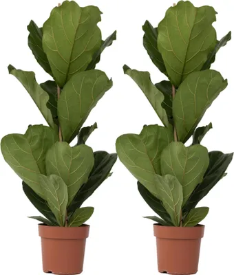 Zdjęcie produktu dla Figowiec dębolistny - 2 szt - Ficus Lyrata - Wysokość 70-90cm - ⌀21cm
