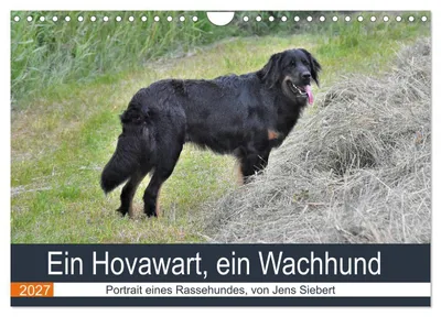Produktbild von Ein Hovawart, ein Wachhund (Wandkalender 2027 DIN A4 quer), CALVENDO Monatskalender