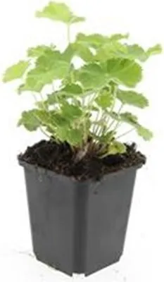Immagine prodotto di Alchemilla mollis - Perenne - Vaso da 9 cm - Set di 60 piante