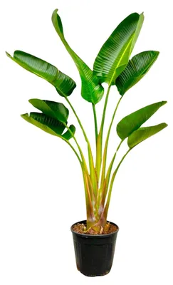 Produktbild von Zimmerpflanze - Strelitzia Augusta - Paradiesvogelblume - Für helle Standorte ohne direkte Sonne - Topf Ø21-24cm - Höhe 160cm