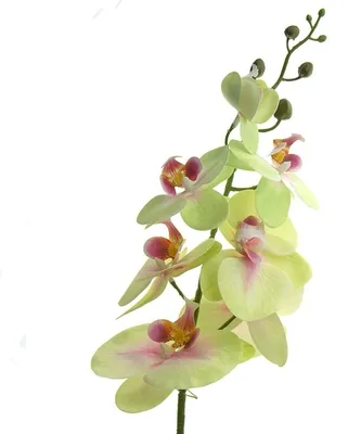 Produktbild von GASPER Phalaenopsis - Schmetterlingsorchidee Grün - Rosa 86 cm - Kunstblumen