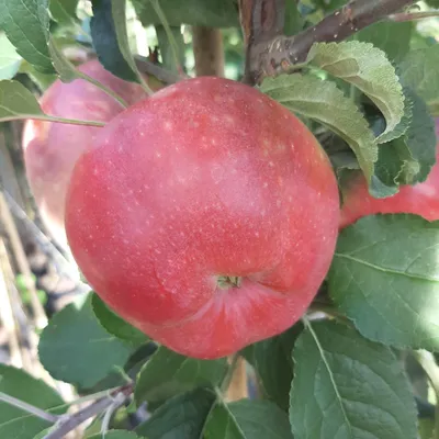 A close-up of a red apple on a tree branch, surrounded by green leaves.
