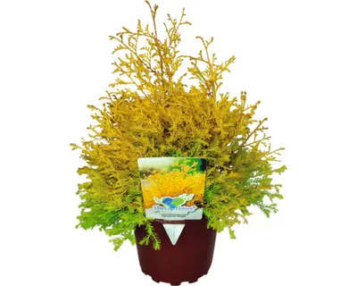 Obrázek produktu pro Túje/zerav západní FloraSelf Thuja occidentalis 'Rheingold' 20-30 cm květináč 2 l