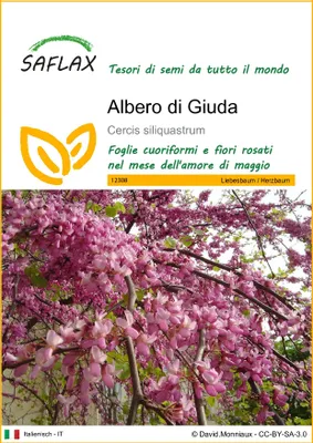 Immagine prodotto di SAFLAX  - Albero di Giuda - 60 semi - Cercis