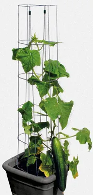 Zdjęcie produktu dla Bellissa Wieża z ogórków 120 cm, wysokość 120 cm