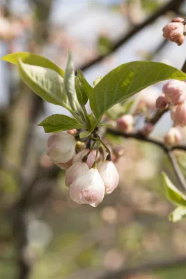 Produktbild von Halesia carolina, Schneeglöckchenbaum, 60–80 cm, weiße Blüten
