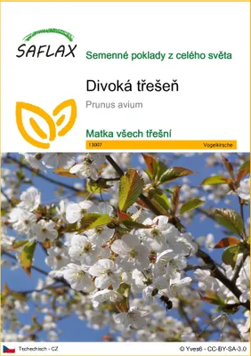 Obrázek produktu pro SAFLAX - divoká třešeň - Prunus avium - 10 Semena