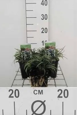 Produktbild von 6 x  Ophiopogon japonicus - Schlangenbart - Topf 9 x 9 cm