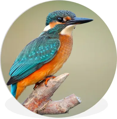 Produktbild von MuchoWow® Rundes Wandbild - Runde Bilder Vogel - Eisvogel - Zweig Ø 60 cm Kreis Wanddekoration Kunststoff - Wandkreis - Wandschmuck - Wand Kreis - Das Schlafzimmer - Die Bilder - Wandmalerei - Kunst für das Haus - das Plastik