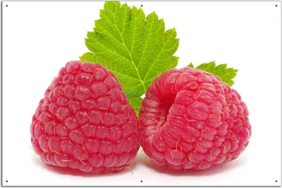 Produktbild von Wallario Outdoor-Poster für Garten oder Balkon, Motiv Himbeeren mit grünem Blatt auf weißem Grund, in ca. 61 x 91,50 cm