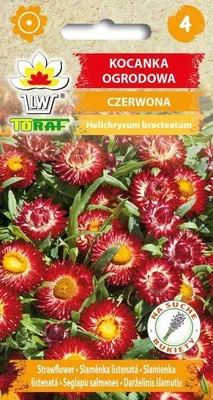 Obrázok produktu pre Záhradné červené helichrysum Kvetinové semená - 542 Toraf