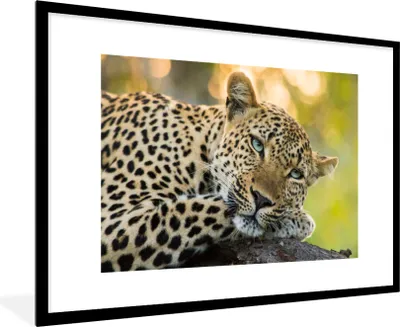 Produktbild von MuchoWow® MuchoWow® Gerahmtes Poster Leopard - Natur - Sonnenuntergang 90x60 cm - Poster mit zchwarzem Bilderrahmen - Wanddekoration - Fotos