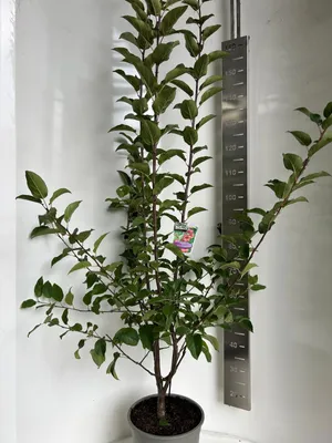 Zdjęcie produktu dla Malus 'Red Sentinel' – jabłoń ozdobna | 100–120 cm w doniczce