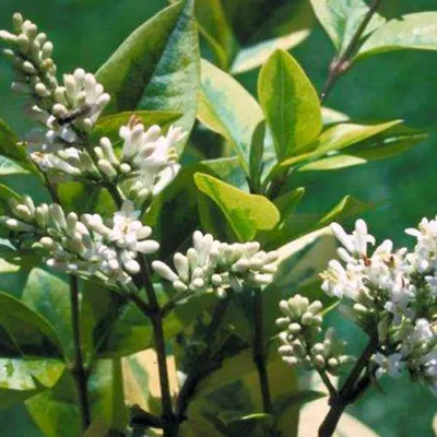 Obrázok produktu pre 2 x  Pryšec oválnokrídly  - Ligustrum ovalifolium 'Aureum'  | 40-50 cm v kontajneri
