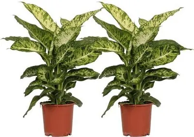 Produktbild von Dieffenbachia Mars – Dieffenbachie – 2 Pflanzen – Zimmerpflanze – Ø17cm – ↕50cm – Tropisches Grün mit gemusterten Blättern – Pflegeleicht für Wohnzimmer Büro