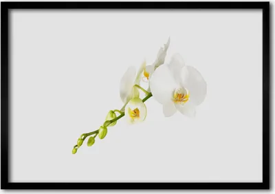 Produktbild von Bild 100x70 MDF-Rahmen Wandkunst Blumen Pflanzen Natur