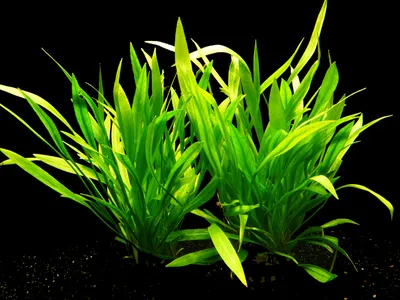 Produktbild von 3 Töpfe Echinodorus latifolius - Zwergschwertpflanze