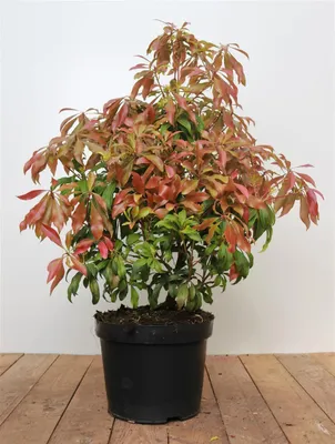 A potted Pieris japonica 'Forest Flame' plant with red and green foliage sits on a wooden surface against a white and light gray background.