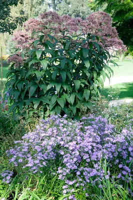 Produktbild von Eupatorium fistulosum 'Riesenschirm', Purpurwasserdost, ca. 9x9 cm Topf