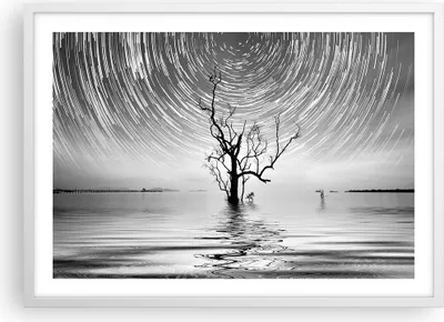 Produktbild von Gerahmtes Poster - Weißer Rahmen - Schwarzweiß Baum See - 70x50 cm - Wand Bild - Wanddeko - Wandbilder - Kunstposter - Wandposter - Bilderrahmen - Bilder - Kunstdruck - Wandbild - P2WAA70x50-4253