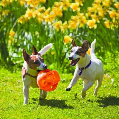 Produktbild von Interaktives Apportierspiel Mittelgroß Groß Hunde Tennisball Spielzeug