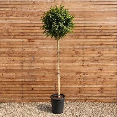 Produktbild von Kugelbirke Magical Globe, Stammhöhe 180 cm, Stammumfang 6-8 cm - Betula pendula Kugelbaum