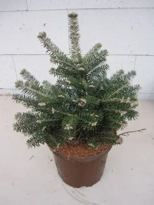 Produktbild von Koreatanne -  Abies koreacarpa - 25-30