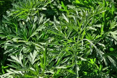 Produktbild von Wermut (Artemisia absinthium) Pflanzensamen 100 Samen