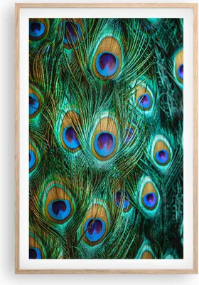 Produktbild von Gerahmtes Poster - Rahmen in heller Eiche - Pfauen Feder Makro - 61x91,5 cm - Wand Bild - Wanddeko - Wandbilder - Wandposter - Bilderrahmen - Bilder - Kunstdruck - Wandbild - P2NPA61x91-4159