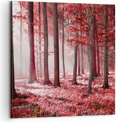 Produktbild von Bild auf Leinwand - Leinwandbild - Einteilig - Wald Rot Bäume - 50x50cm - Wand Bild - Wanddeko - Wandbilder - Leinwanddruck - Bilder - Wanddekoration - Leinwand bilder - Wandbild - AC50x50-4944