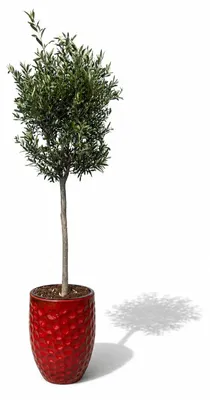 Produktbild von Olivenbaum im Keramiktopf Provencelia MEROVEE, Tropenrot, Topf Ø42 x H55 cm