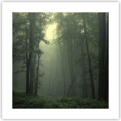 Produktbild von Poster - Poster ohne Rahmen - Wald Nebel Baum - 40x40 cm - Wand Bild - Wanddeko - Wandbilder - Kunstposter - Wandposter - Bilder - Kunstdruck - Wanddekoration - Wandbild - P2XAC40x40-3543