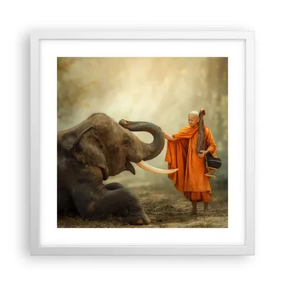 Produktbild von Gerahmtes Poster - Weißer Rahmen - Elefant Mönch Stoßzahn - 40x40 cm - Wand Bild - Wanddeko - Wandbilder - Kunstposter - Wandposter - Bilderrahmen - Bilder - Kunstdruck - Wandbild - P2WAC40x40-3484