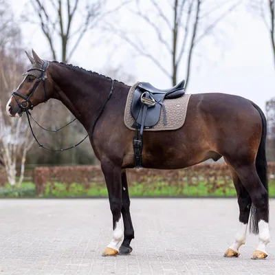 Produktbild von HV Polo Schabracke HVPEssential DR, Größe:Warmblut, Farbe:Stone