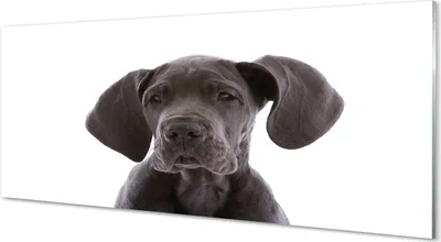 Produktbild von Glasbilder 125x50 Wandkunst brauner Hund