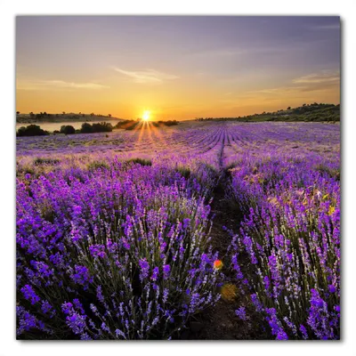 Produktbild von Wallario selbstklebende Möbelfolie/ Tischdecke für Innen und Außen, Größe: 90 x 90 cm - Sonnenuntergang über dem Lavendel