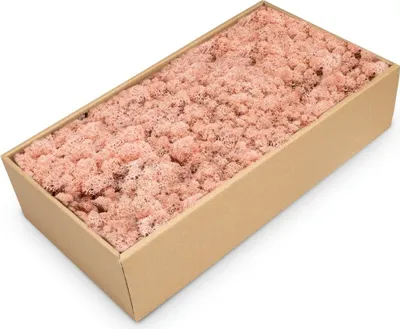 Produktbild von Islandmoos Pink, konserviert, verpackt im Karton mit ca. 500g